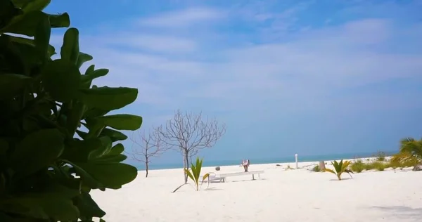 해변에 야자나무들 — 스톡 사진