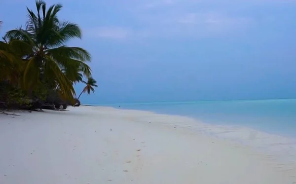 Palmiye Ağaçları Olan Bir Sahil — Stok fotoğraf