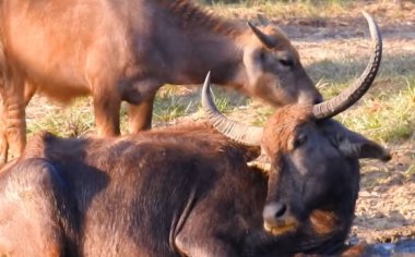 Çimenlerde yatan kahverengi bir inek.