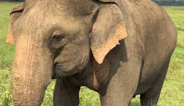 Ein Kleiner Elefant Steht Auf Einem Saftig Grünen Feld — Stockfoto