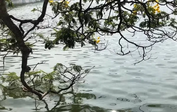 Een Boom Naast Een Watermassa — Stockfoto