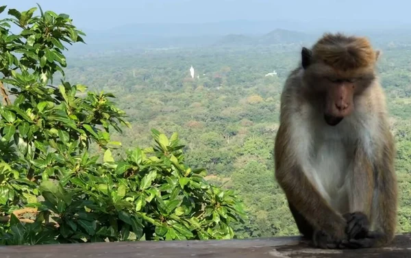 Ein Affe Mit Einem Berg Hintergrund — Stockfoto