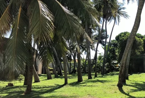 Eine Gruppe Palmen Neben Einem Baum — Stockfoto