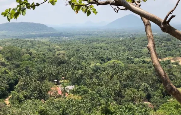 Uma Pessoa Lado Uma Árvore — Fotografia de Stock