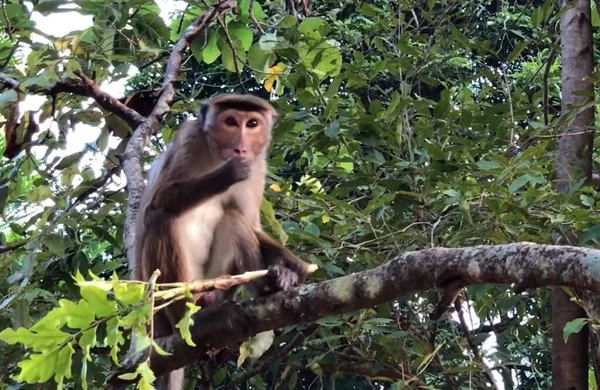坐在树枝上的猴子 — 图库照片