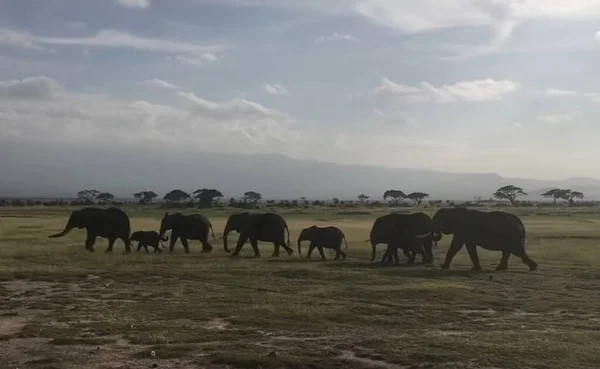 A group of elephants walking across a grass covered field