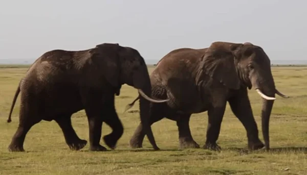 Una Manada Elefantes Caminando Través Campo Cubierto Hierba — Foto de Stock