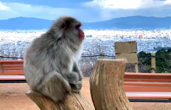 Ein Affe Sitzt Auf Einer Bank — Stockfoto