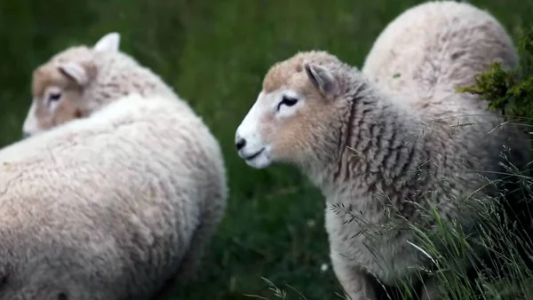 Eine Schafherde Die Auf Einem Saftig Grünen Feld Steht — Stockfoto