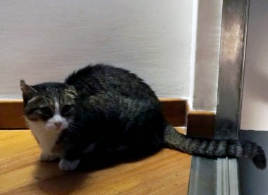 Tahta bir yüzeyde oturan bir kedi.