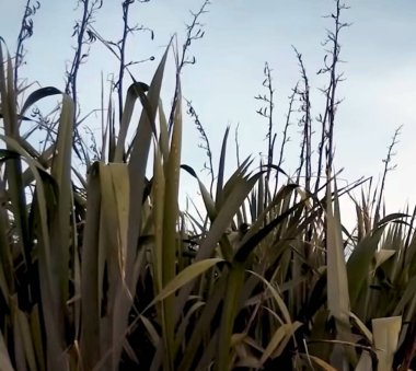 Bir bitkinin yakın çekimi.