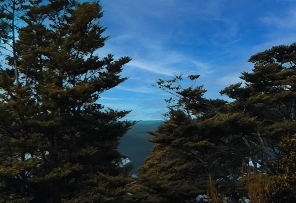 Primo Piano Una Collina Accanto Albero — Foto Stock