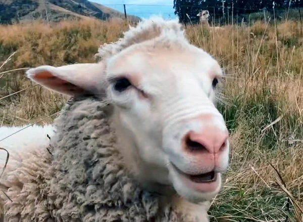 Durup Kameraya Bakan Bir Koyun — Stok fotoğraf