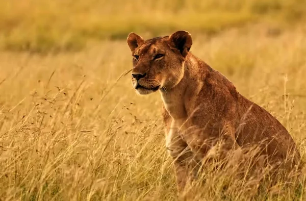 Singa Berdiri Atas Padang Rumput Kering — Stok Foto