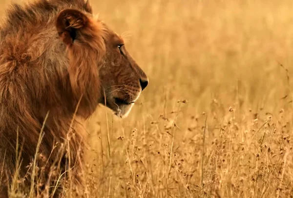Ein Löwe Steht Auf Einem Trockenen Grasfeld — Stockfoto