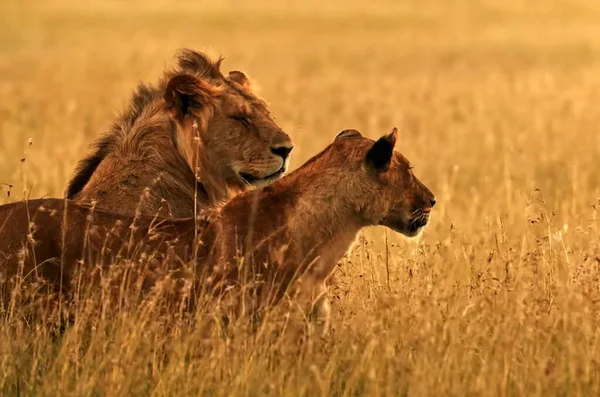 Lion Debout Sur Champ Herbe Sèche — Photo