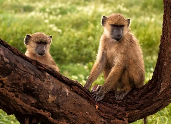 Ein Affe Sitzt Auf Einem Baum — Stockfoto