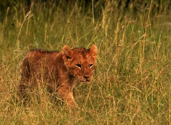 一头狮子坐在一片高高的草地上 — 图库照片