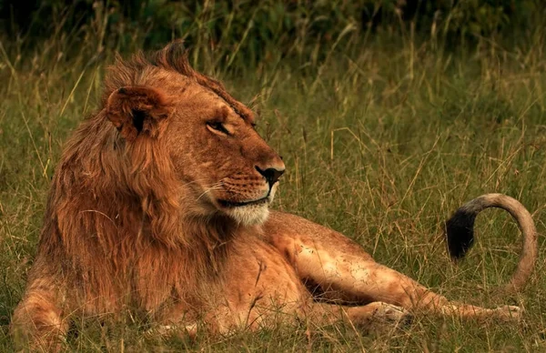 Lion Couché Dans Herbe — Photo