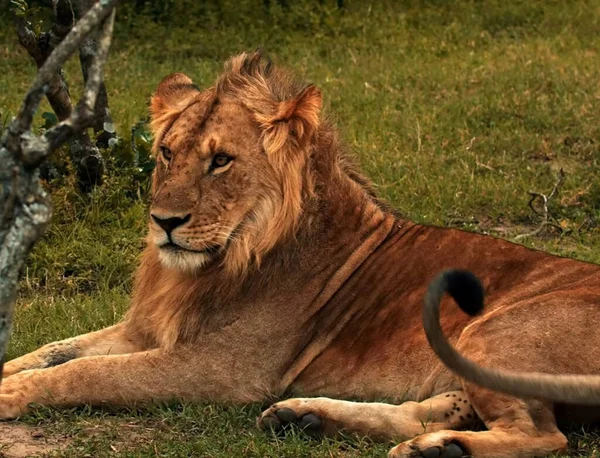 Ein Löwe Liegt Gras — Stockfoto