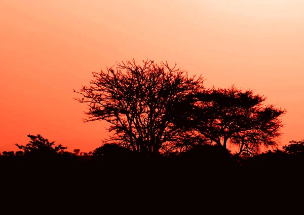 Ein Baum Mit Einem Sonnenuntergang Hintergrund — Stockfoto