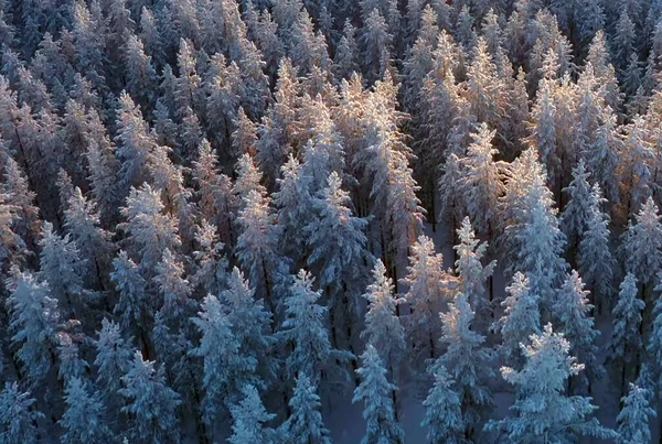 Gros Plan Une Forêt Enneigée — Photo