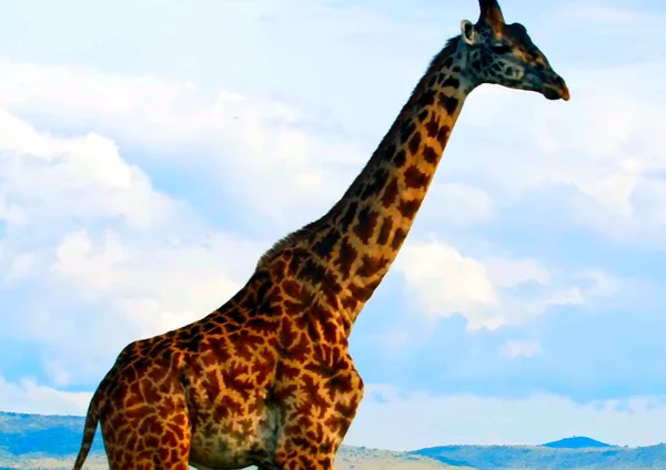 Uma Girafa Caminhando Através Céu Nublado — Fotografia de Stock