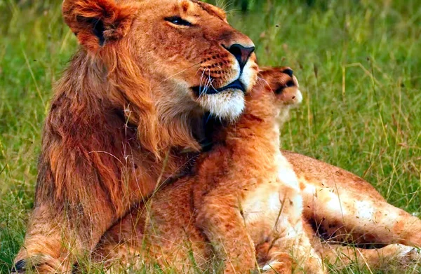 Lion Sitting Field — Stock Photo, Image