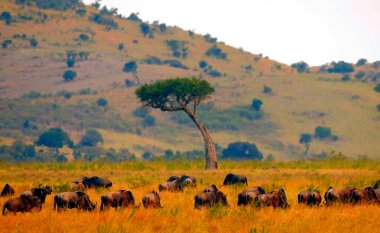 Bir sığır sürüsü kuru bir çayırda otluyor.
