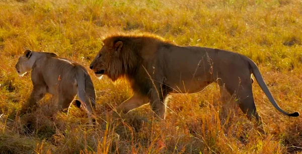 Lion Debout Sur Champ Herbe Sèche — Photo