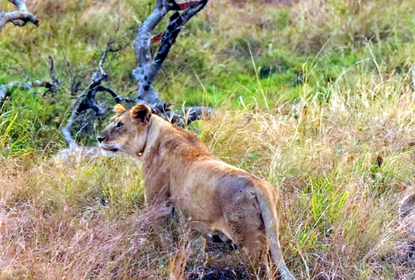 Ein Löwe Steht Auf Einem Trockenen Grasfeld — Stockfoto