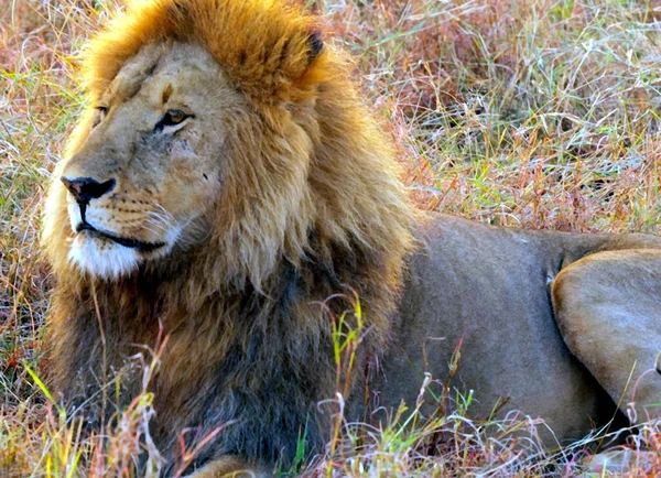 坐在田野里的狮子 — 图库照片
