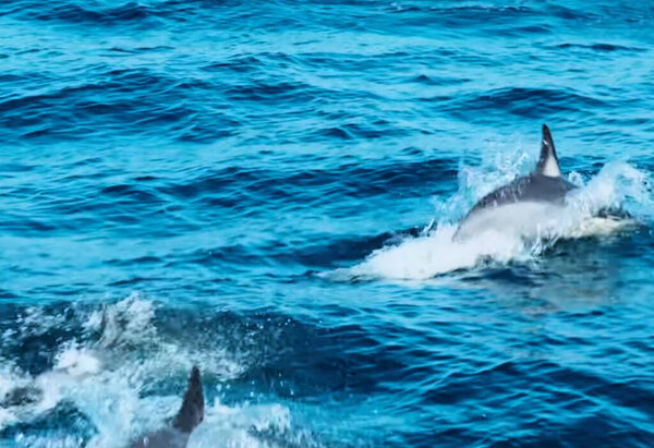 dolphins in a body of water