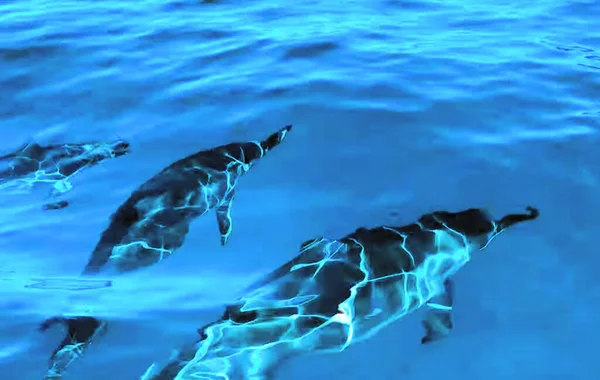 Dolphins Swimming Body Water — Foto de Stock