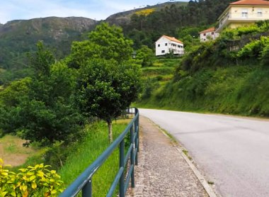 Yol kenarında ağaçlar olan bir patika.