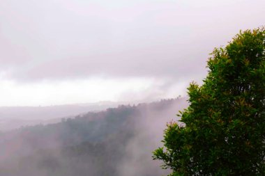 Arkasında dağ olan bir ağaç.