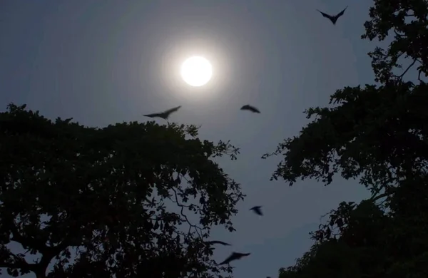 Pájaro Volando Cielo Por Noche — Foto de Stock