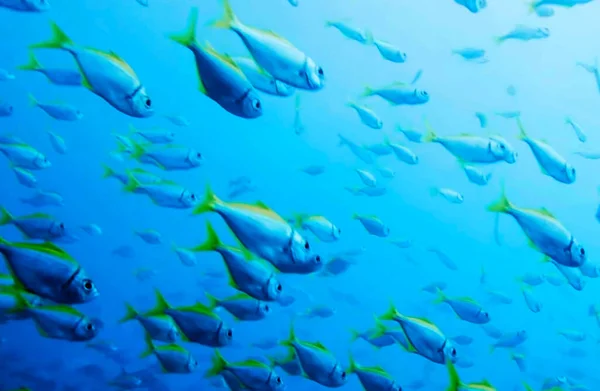 Группа Подводных Рыб — стоковое фото