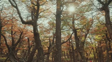 Ağaçlar ve yapraklarla dolu güzel bir sonbahar ormanı