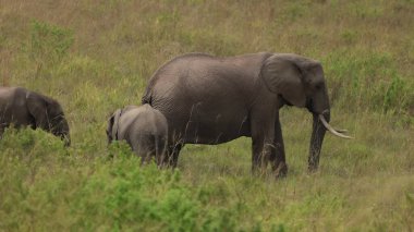 Kenya 'daki vahşi savanadaki fil.