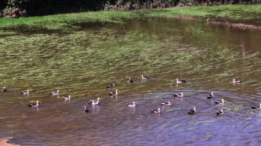 Nehirde yüzmeye ördekler