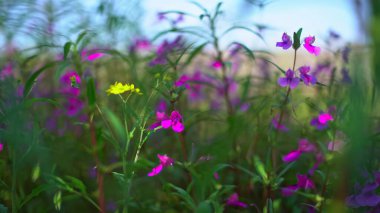 Bahçedeki güzel çiçekler