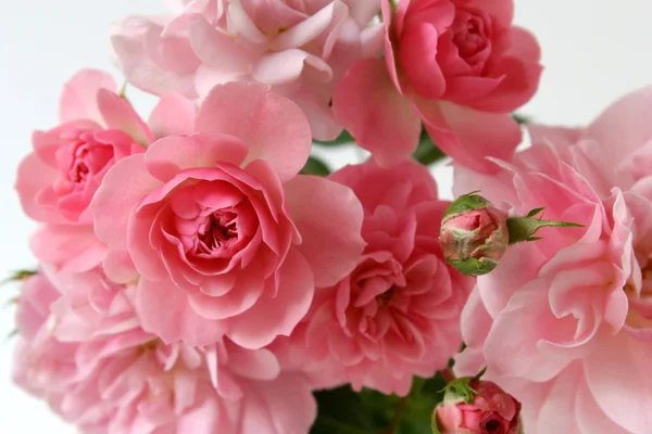 Bunch of pink roses. Floral background. — Stock Photo, Image