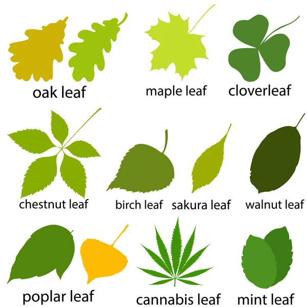 Vector set of leaves of trees. — Stock Vector