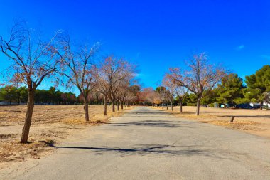 Mavi Gök ve Ağaçlı Yol