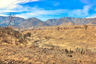 Los Angeles Ulusal Ormanı 'ndaki 2020 California yangınından sonra. Fotoğraflar Devils Punchbowl yürüyüş parkurunun yakınında çekilmiştir. Şubat 2021. 