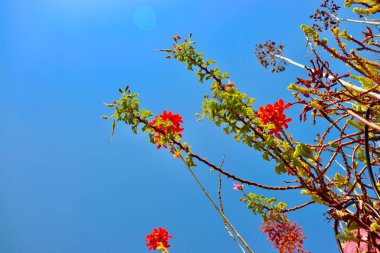 Güneşli bir günde Bahçe Çiçekleri