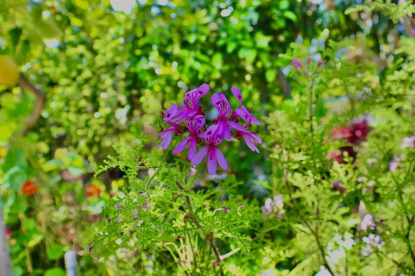 Garden Flowers Bright Sunny Day — Stock Photo, Image