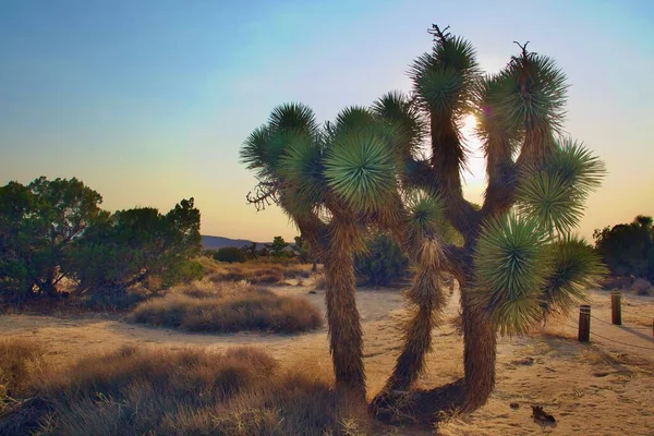 Paisaje Hermoso Del Desierto California Tomado Durante Hora Dorada Tarde — Foto de Stock