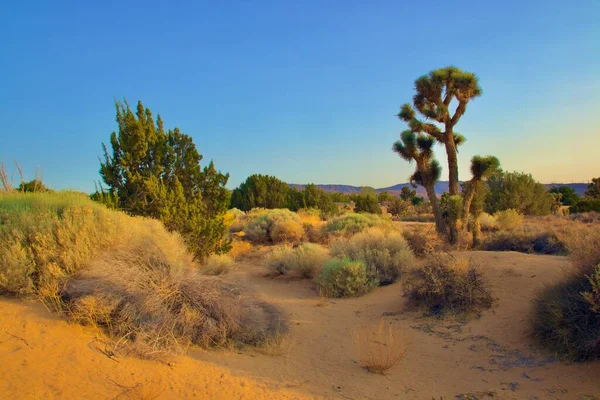 Piękny Krajobraz Pustyni Kalifornii Zrobione Godzinach Wieczornych Golden Hour — Zdjęcie stockowe